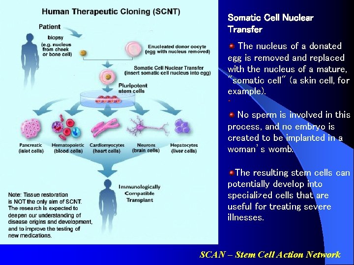 Somatic Cell Nuclear Transfer The nucleus of a donated egg is removed and replaced