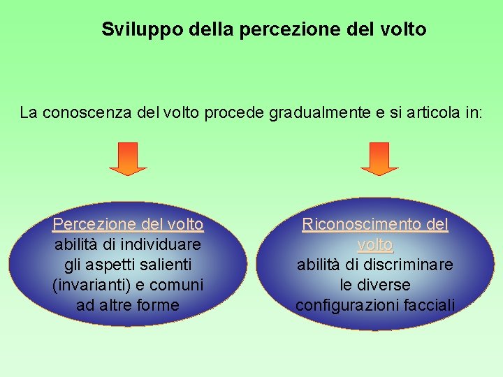 Sviluppo della percezione del volto La conoscenza del volto procede gradualmente e si articola Sviluppo della percezione del volto La conoscenza del volto procede gradualmente e si articola