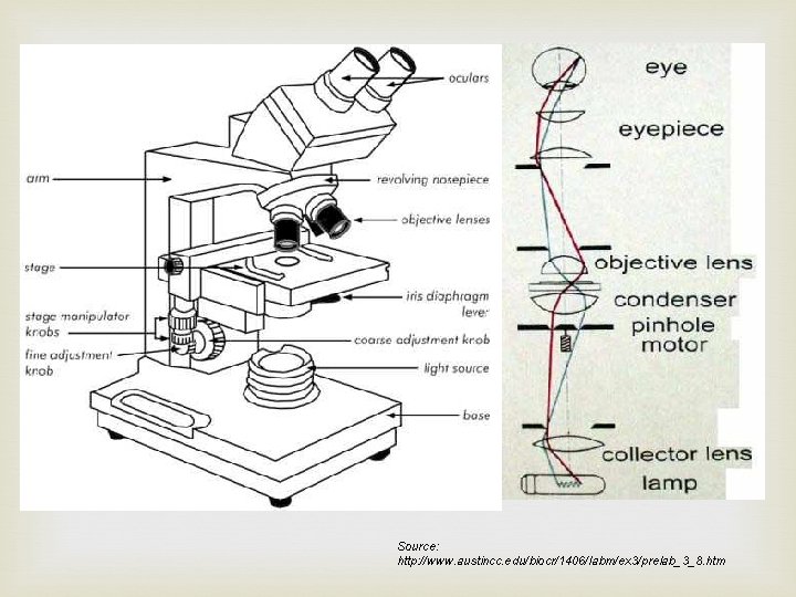 Source: http: //www. austincc. edu/biocr/1406/labm/ex 3/prelab_3_8. htm 