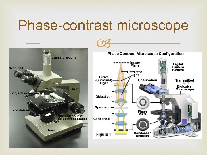 Phase-contrast microscope 