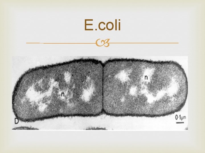 E. coli 