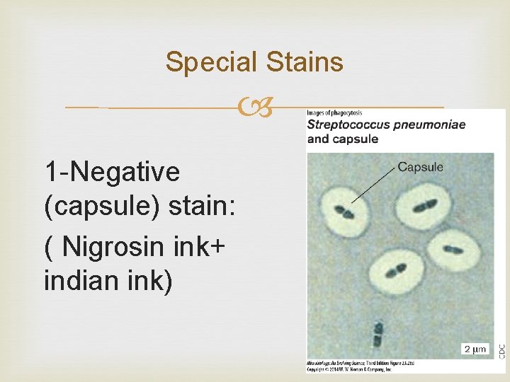 Special Stains 1 -Negative (capsule) stain: ( Nigrosin ink+ indian ink) 