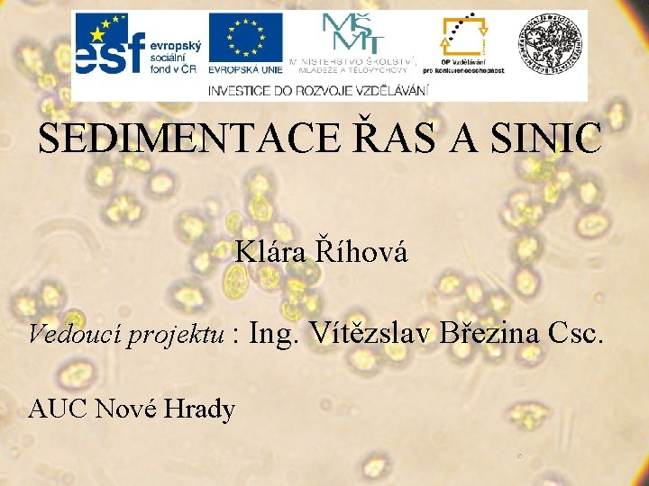 SEDIMENTACE ŘAS A SINIC Klára Říhová Vedoucí projektu : Ing. Vítězslav Březina Csc. AUC