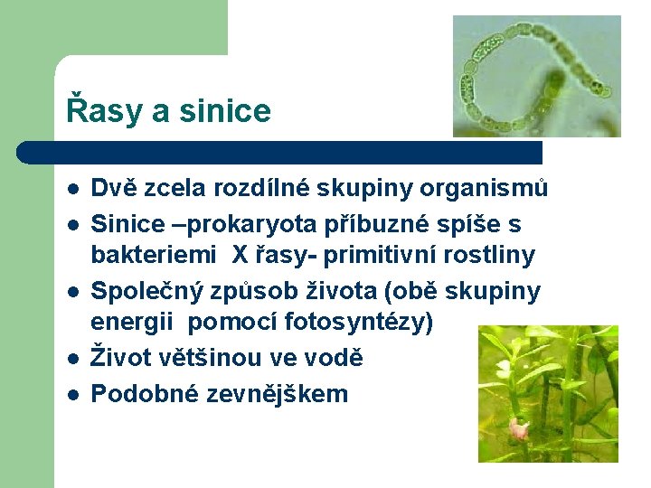 Řasy a sinice l l l Dvě zcela rozdílné skupiny organismů Sinice –prokaryota příbuzné