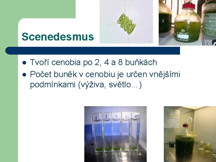 Scenedesmus l l Tvoří cenobia po 2, 4 a 8 buňkách Počet buněk v