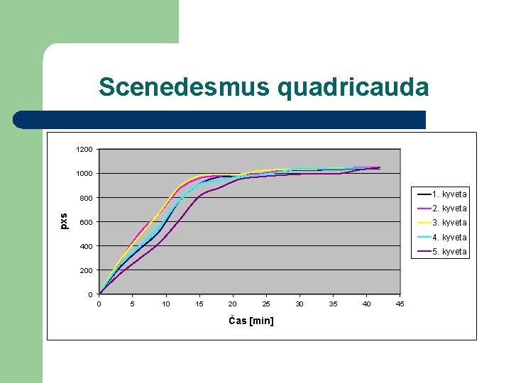 Scenedesmus quadricauda 1200 1000 1. kyveta pxs 800 2. kyveta 600 3. kyveta 400