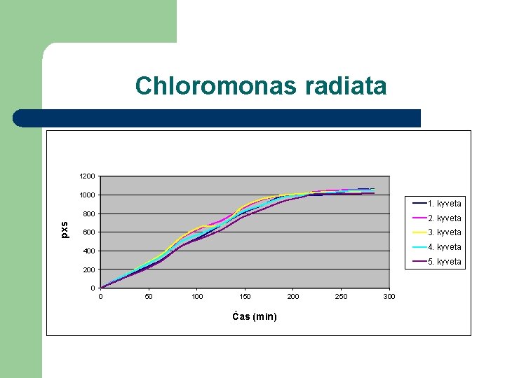 Chloromonas radiata 1200 1000 1. kyveta pxs 800 2. kyveta 600 3. kyveta 400