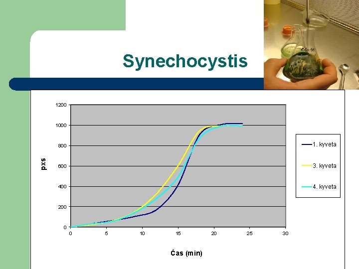 Synechocystis 1200 pxs 1000 800 1. kyveta 600 3. kyveta 400 4. kyveta 200