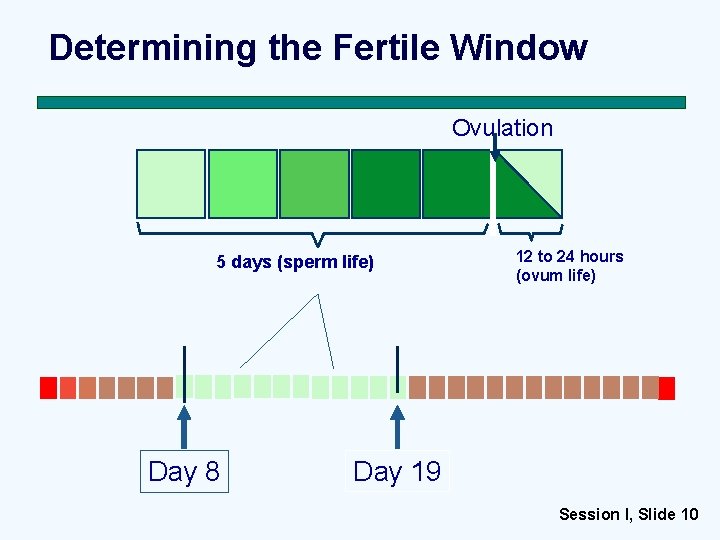 Determining the Fertile Window Ovulation 5 days (sperm life) Day 8 12 to 24