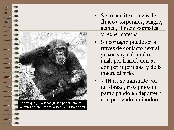 Se cree que pudo ser adquirido por el hombre a través del chimpancé salvaje