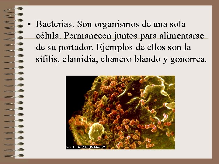  • Bacterias. Son organismos de una sola célula. Permanecen juntos para alimentarse de