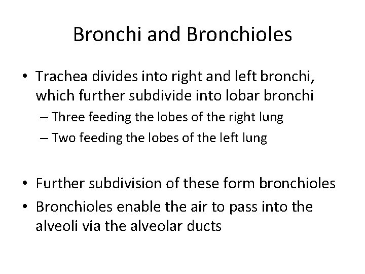 Bronchi and Bronchioles • Trachea divides into right and left bronchi, which further subdivide