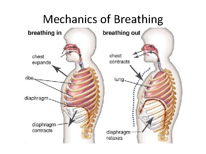 Mechanics of Breathing 