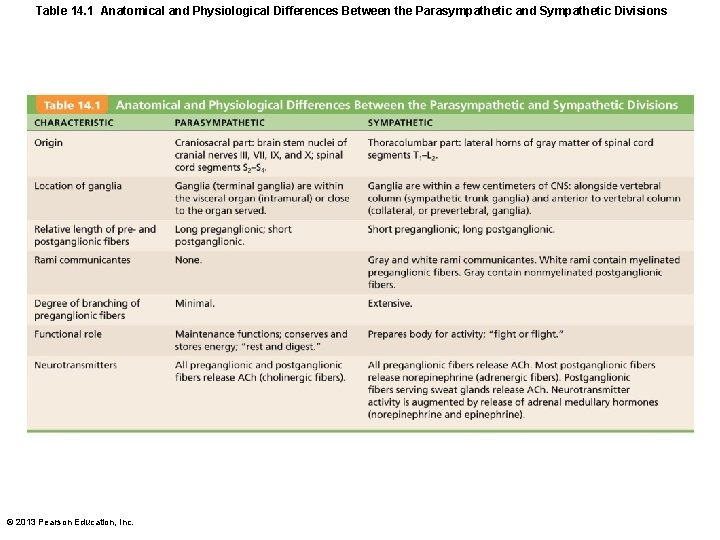 Table 14. 1 Anatomical and Physiological Differences Between the Parasympathetic and Sympathetic Divisions ©
