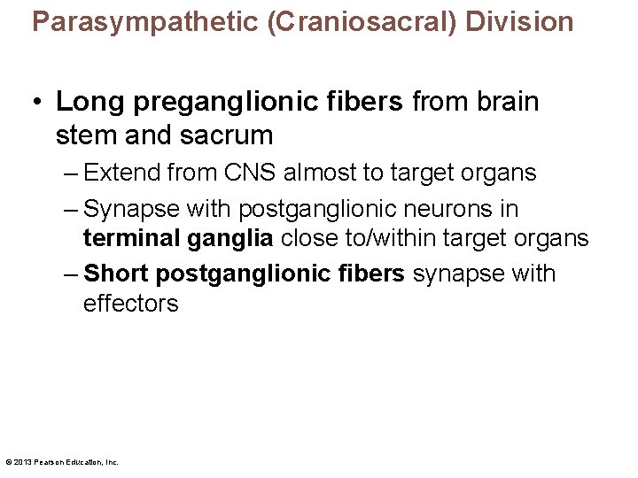 Parasympathetic (Craniosacral) Division • Long preganglionic fibers from brain stem and sacrum – Extend