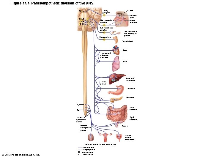 Figure 14. 4 Parasympathetic division of the ANS. Eye Ciliary ganglion CN III Lacrimal