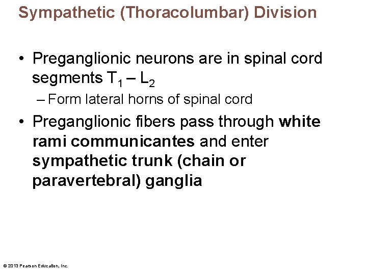 Sympathetic (Thoracolumbar) Division • Preganglionic neurons are in spinal cord segments T 1 –