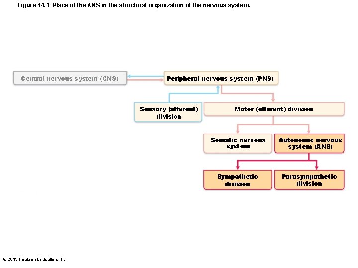 Figure 14. 1 Place of the ANS in the structural organization of the nervous