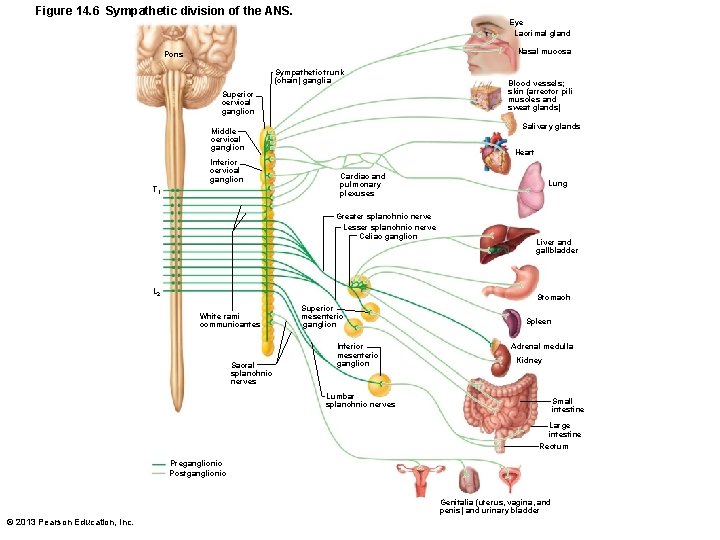 Figure 14. 6 Sympathetic division of the ANS. Eye Lacrimal gland Nasal mucosa Pons