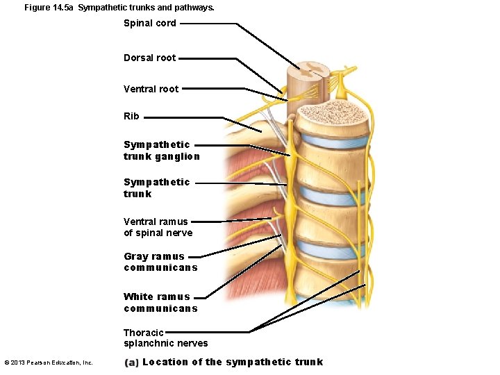 Figure 14. 5 a Sympathetic trunks and pathways. Spinal cord Dorsal root Ventral root