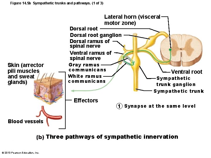 Figure 14. 5 b Sympathetic trunks and pathways. (1 of 3) Lateral horn (visceral