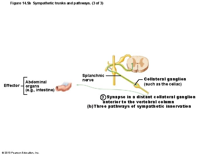 Figure 14. 5 b Sympathetic trunks and pathways. (3 of 3) Effector Abdominal organs