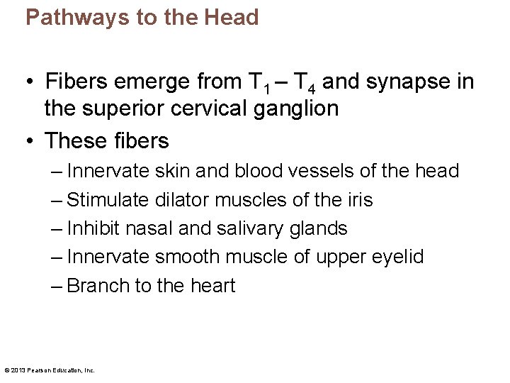 Pathways to the Head • Fibers emerge from T 1 – T 4 and