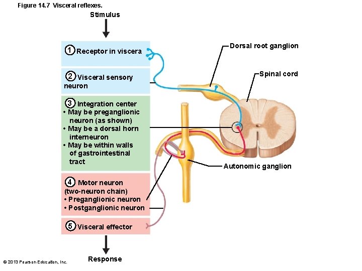 Figure 14. 7 Visceral reflexes. Stimulus 1 Receptor in viscera 2 Visceral sensory Dorsal