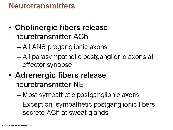 Neurotransmitters • Cholinergic fibers release neurotransmitter ACh – All ANS preganglionic axons – All