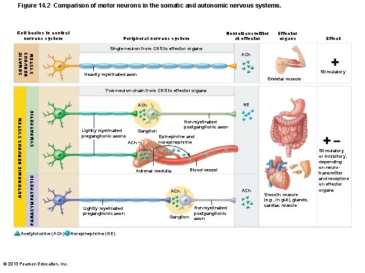 Figure 14. 2 Comparison of motor neurons in the somatic and autonomic nervous systems.