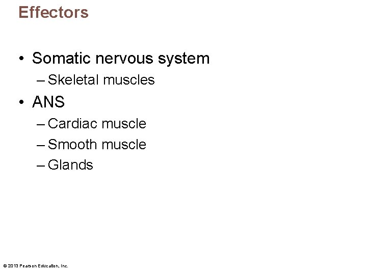 Effectors • Somatic nervous system – Skeletal muscles • ANS – Cardiac muscle –