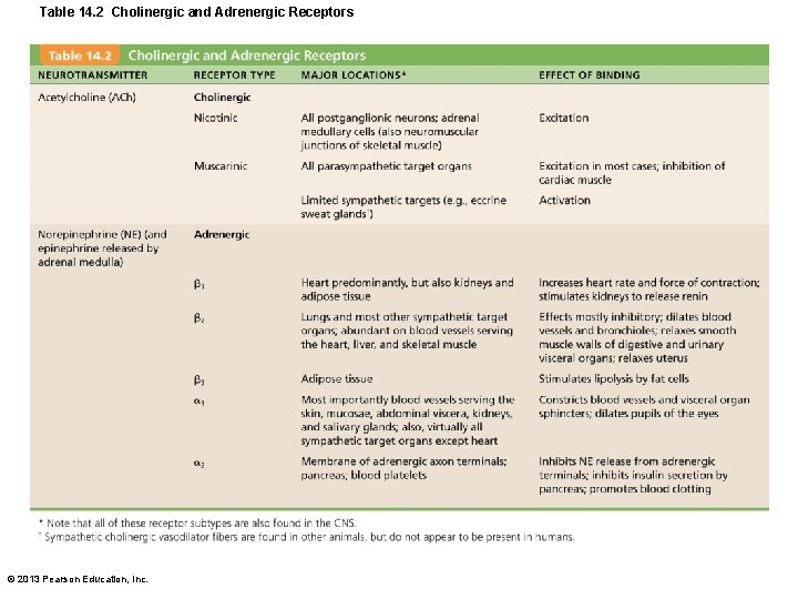 Table 14. 2 Cholinergic and Adrenergic Receptors © 2013 Pearson Education, Inc. 