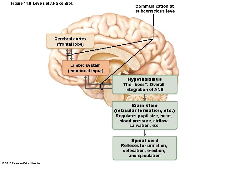 Figure 14. 8 Levels of ANS control. Communication at subconscious level Cerebral cortex (frontal
