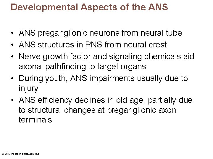 Developmental Aspects of the ANS • ANS preganglionic neurons from neural tube • ANS