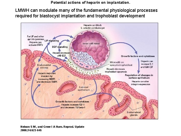 Potential actions of heparin on implantation. LMWH can modulate many of the fundamental physiological