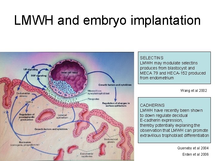 LMWH and embryo implantation SELECTINS LMWH may modulate selectins produces from blastocyst and MECA