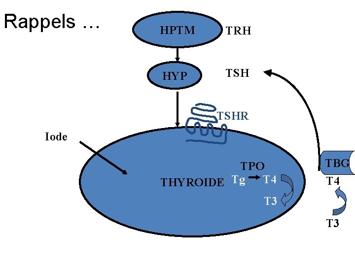 Rappels … HPTM TRH HYP TSHR Iode TPO T 4 THYROIDE Tg TBG T