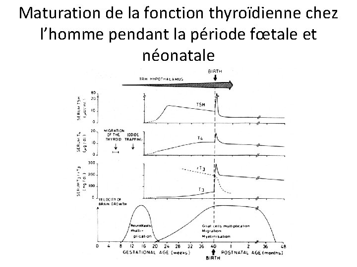 Maturation de la fonction thyroïdienne chez l’homme pendant la période fœtale et néonatale 