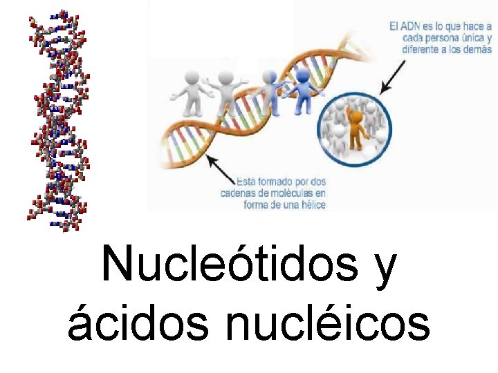 Nucleótidos y ácidos nucléicos 