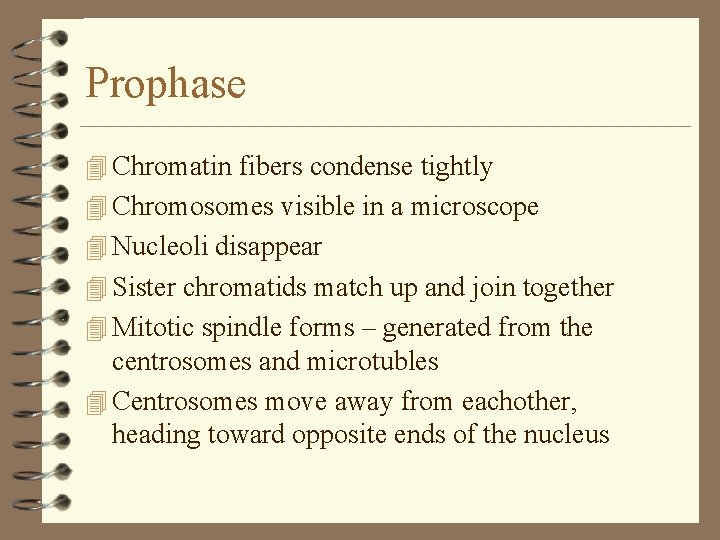 Prophase 4 Chromatin fibers condense tightly 4 Chromosomes visible in a microscope 4 Nucleoli Prophase 4 Chromatin fibers condense tightly 4 Chromosomes visible in a microscope 4 Nucleoli
