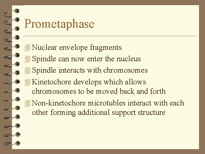 Prometaphase 4 Nuclear envelope fragments 4 Spindle can now enter the nucleus 4 Spindle Prometaphase 4 Nuclear envelope fragments 4 Spindle can now enter the nucleus 4 Spindle