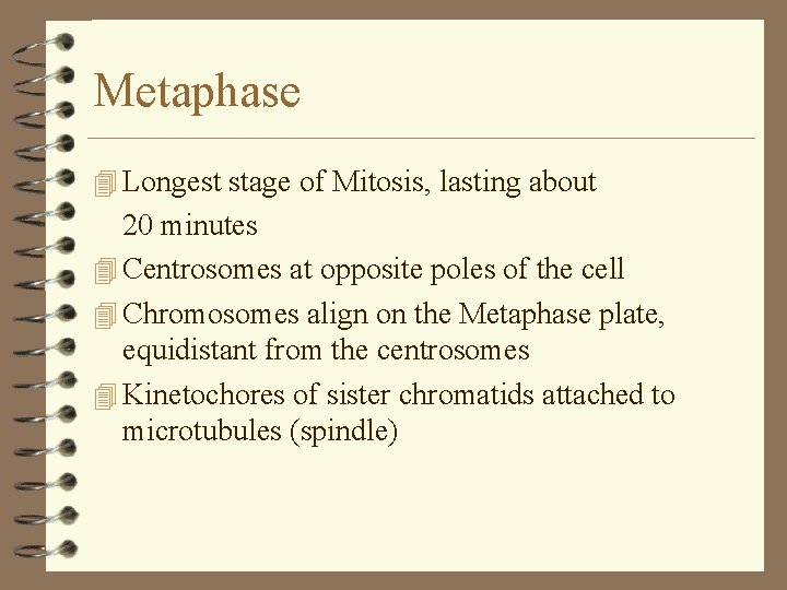 Metaphase 4 Longest stage of Mitosis, lasting about 20 minutes 4 Centrosomes at opposite Metaphase 4 Longest stage of Mitosis, lasting about 20 minutes 4 Centrosomes at opposite