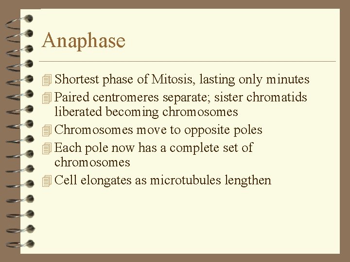Anaphase 4 Shortest phase of Mitosis, lasting only minutes 4 Paired centromeres separate; sister Anaphase 4 Shortest phase of Mitosis, lasting only minutes 4 Paired centromeres separate; sister