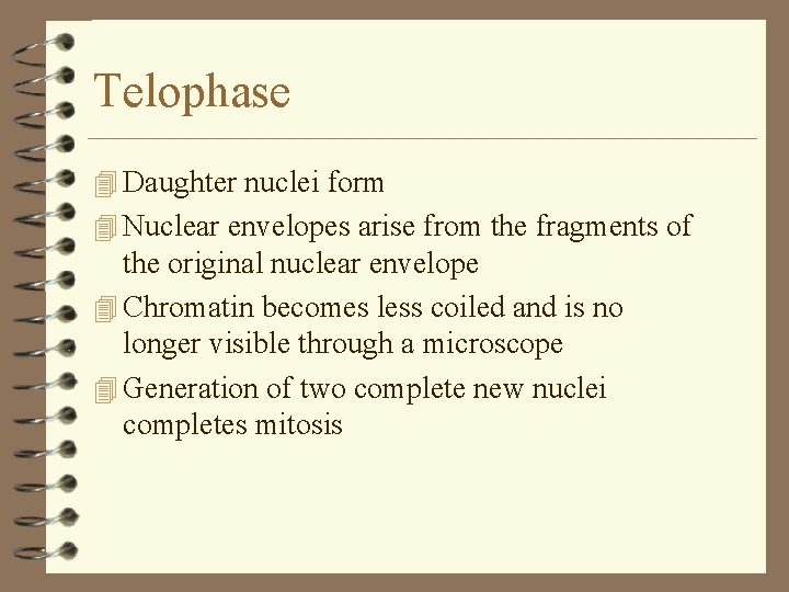 Telophase 4 Daughter nuclei form 4 Nuclear envelopes arise from the fragments of the Telophase 4 Daughter nuclei form 4 Nuclear envelopes arise from the fragments of the