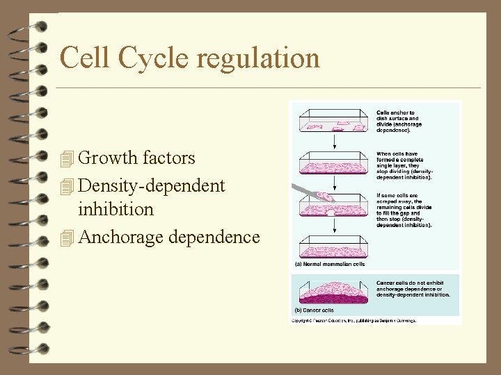 Cell Cycle regulation 4 Growth factors 4 Density-dependent inhibition 4 Anchorage dependence Cell Cycle regulation 4 Growth factors 4 Density-dependent inhibition 4 Anchorage dependence