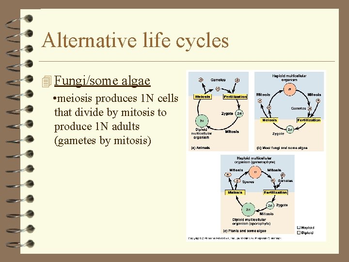 Alternative life cycles 4 Fungi/some algae • meiosis produces 1 N cells that divide Alternative life cycles 4 Fungi/some algae • meiosis produces 1 N cells that divide