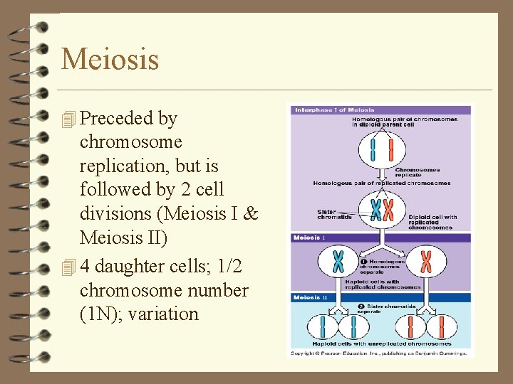Meiosis 4 Preceded by chromosome replication, but is followed by 2 cell divisions (Meiosis Meiosis 4 Preceded by chromosome replication, but is followed by 2 cell divisions (Meiosis