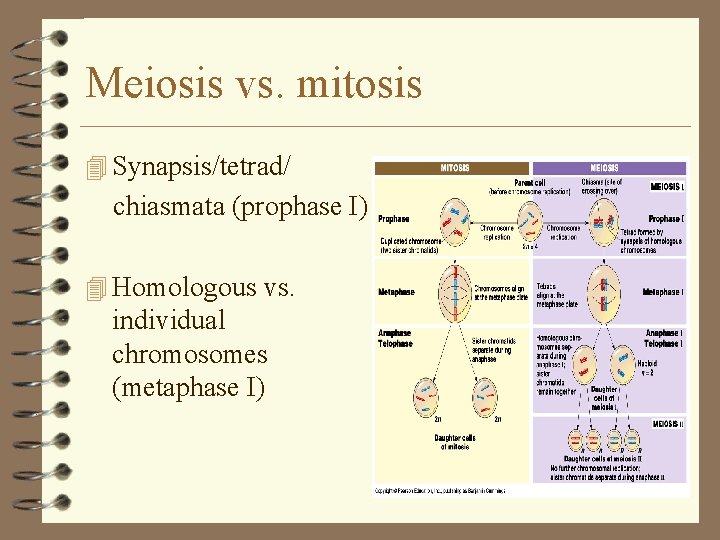 Meiosis vs. mitosis 4 Synapsis/tetrad/ chiasmata (prophase I) 4 Homologous vs. individual chromosomes (metaphase Meiosis vs. mitosis 4 Synapsis/tetrad/ chiasmata (prophase I) 4 Homologous vs. individual chromosomes (metaphase