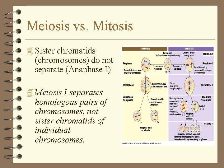 Meiosis vs. Mitosis 4 Sister chromatids (chromosomes) do not separate (Anaphase I) 4 Meiosis Meiosis vs. Mitosis 4 Sister chromatids (chromosomes) do not separate (Anaphase I) 4 Meiosis