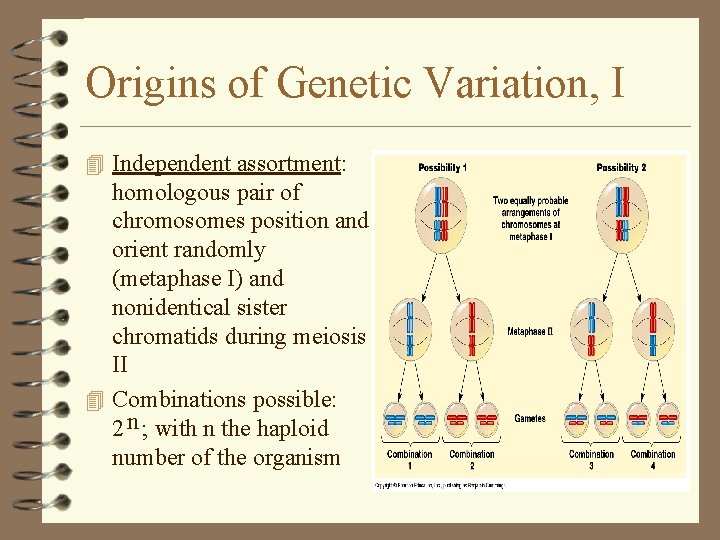 Origins of Genetic Variation, I 4 Independent assortment: homologous pair of chromosomes position and Origins of Genetic Variation, I 4 Independent assortment: homologous pair of chromosomes position and